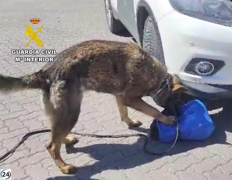 Un perro entrenado conduce a un pasajero de autobús con droga escondida