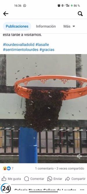 Enjambre de abejas causa temor en colegio Lourdes de Valladolid