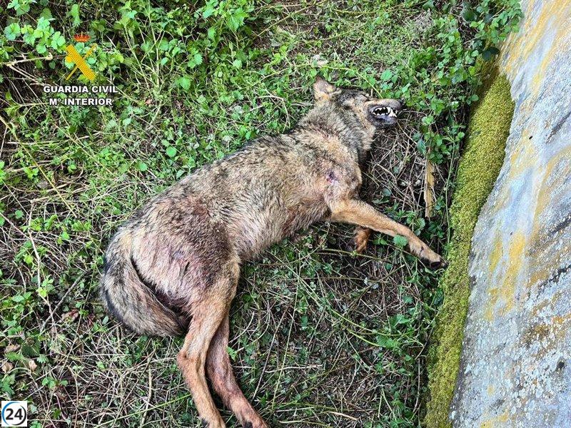 Macabro hallazgo: cadáver de lobo encontrado en un colegio abandonado de Cervera de Pisuerga (Palencia)