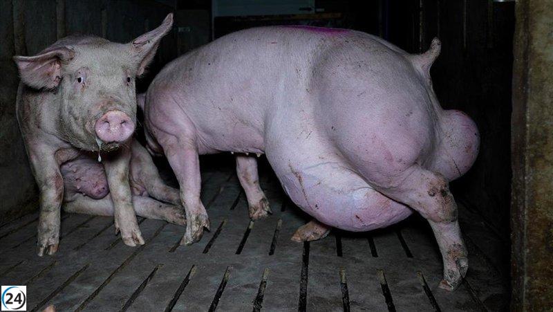 Seprona investiga granja de Arauzo por maltrato animal