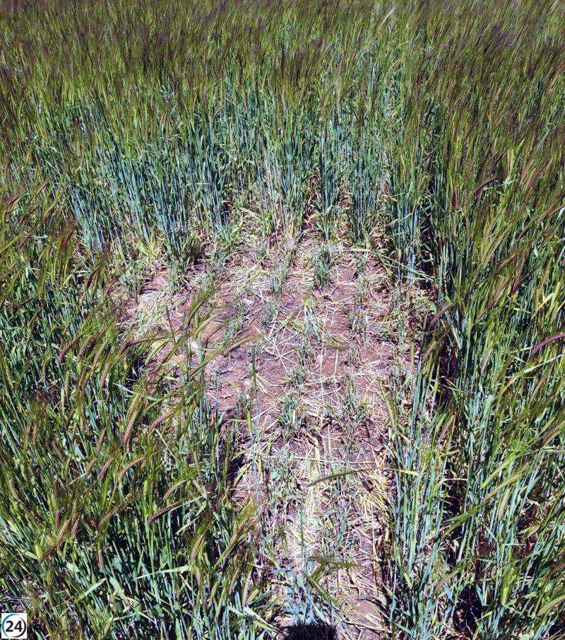 Asaja-Palencia sugiere supervisar las parcelas ante la proliferación del topillo.