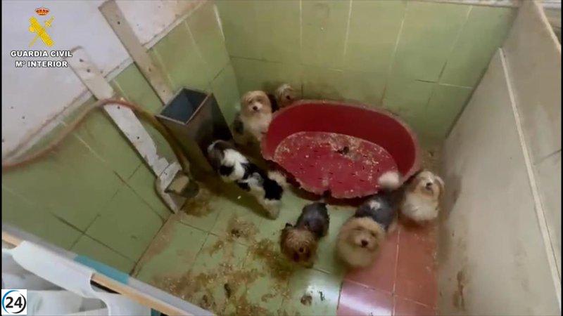 Desarticulan fábrica ilegal de perros Yorkshire en Burgos.