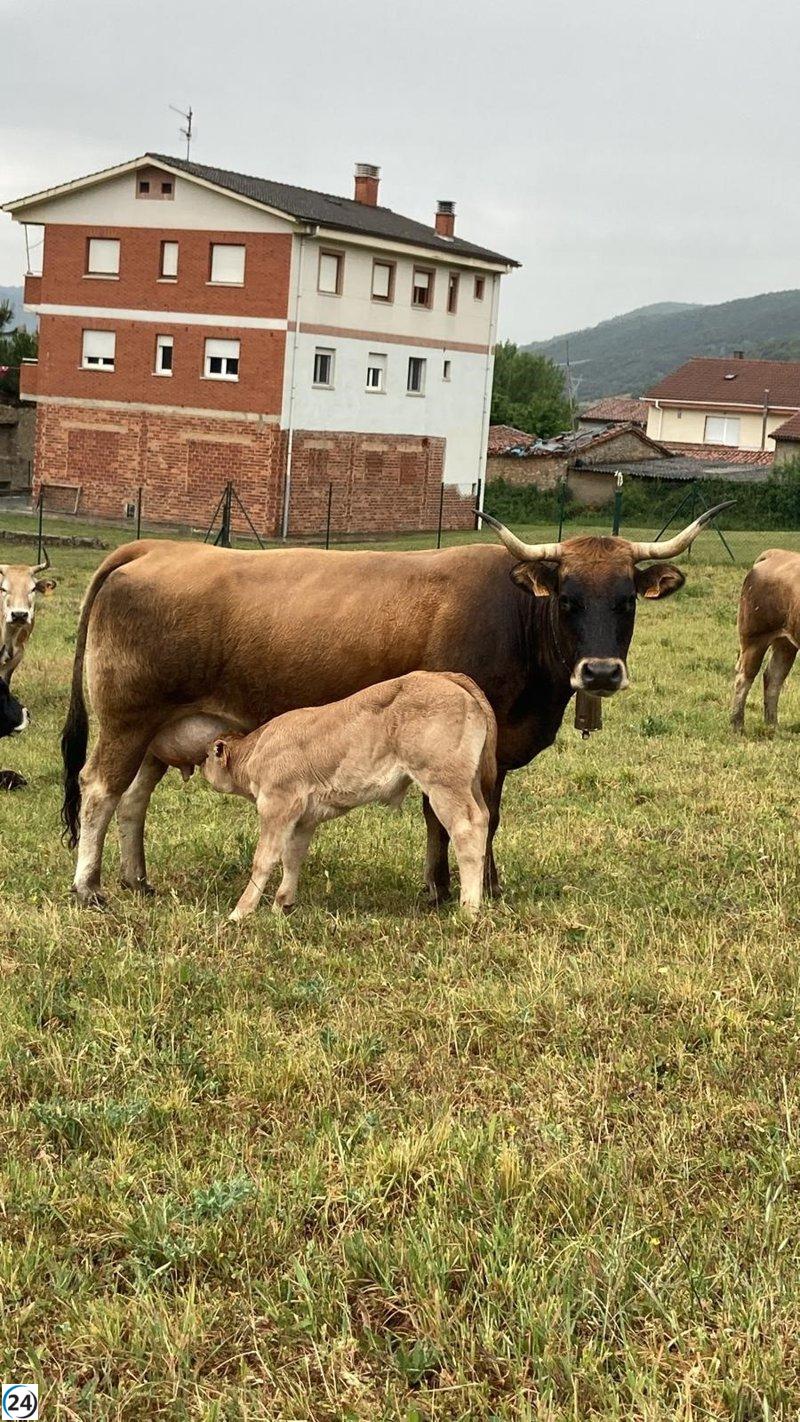Sivele insta a la Junta y al Ministerio a implementar un plan biosanitario contra la EHE.