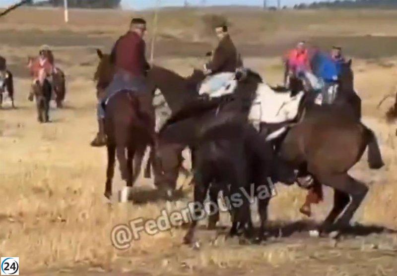 Muerte de caballo en encierro de Olmedo: PACMA denuncia maltrato animal.
