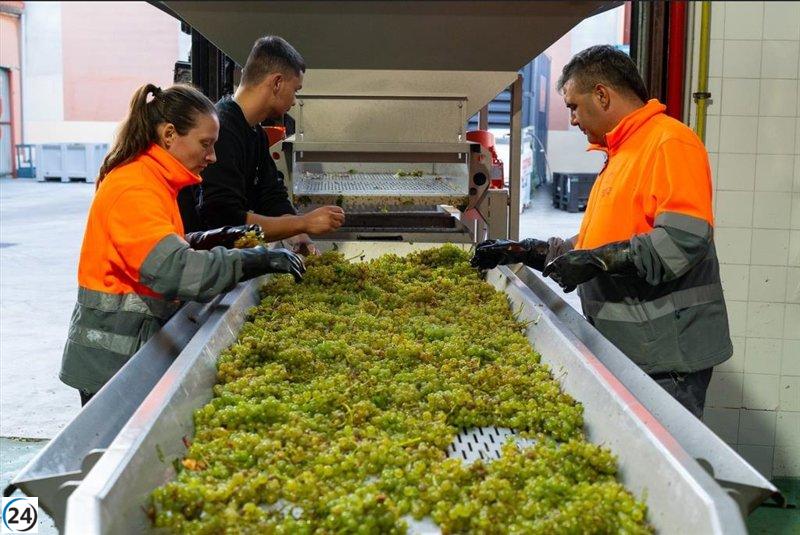 Cuatro Rayas finaliza la vendimia con una cosecha de 18 millones de kilos de uva de alta calidad.