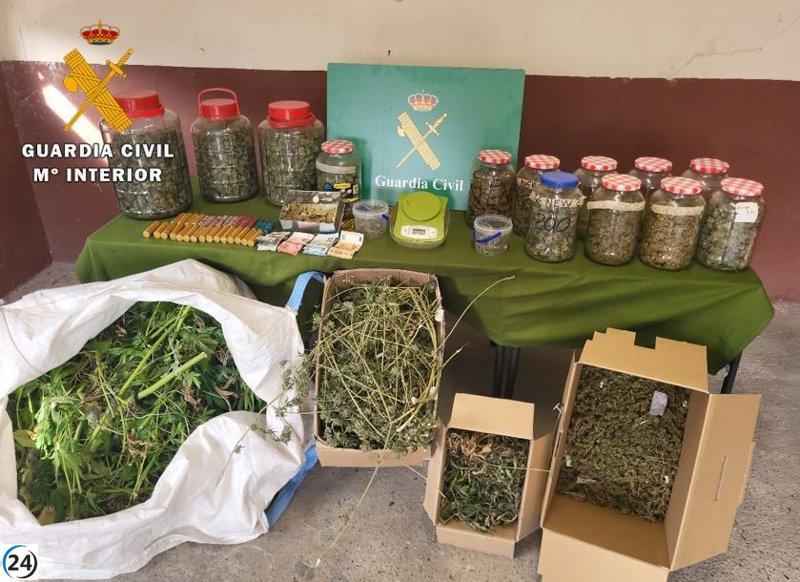 Desmantelan plantación de marihuana en Tudela de Duero: dos arrestos.