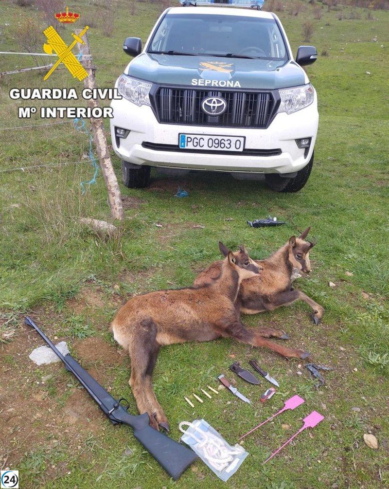 Desarticulan a tres furtivos tras encontrar dos rebecos cazados ilegalmente.