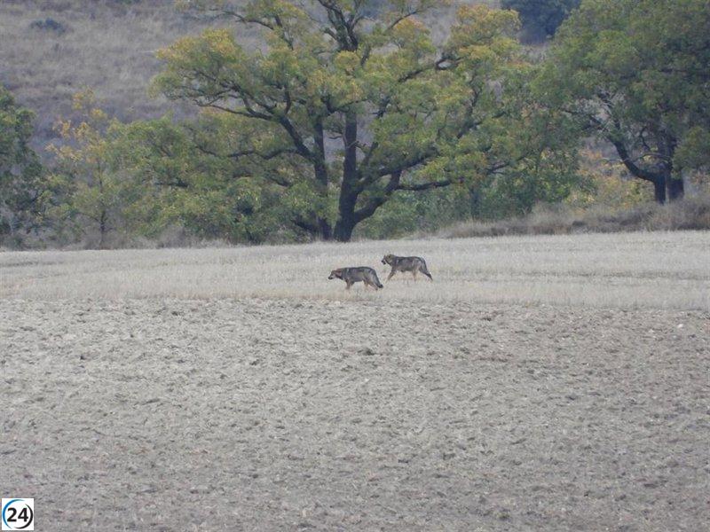 PACMA denuncia fraude en el censo del lobo y pide la renuncia de Suárez-Quiñones.