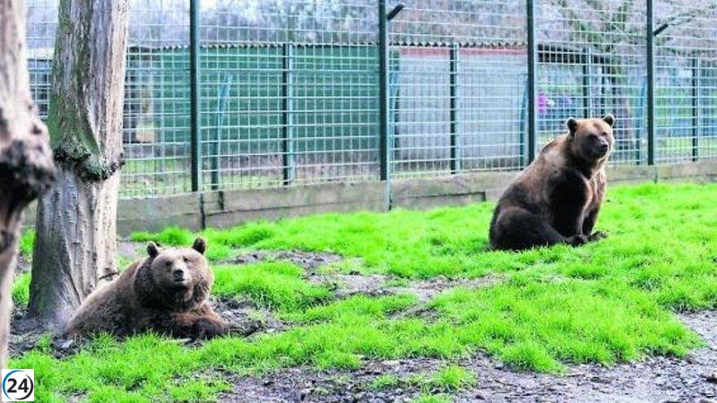 Pacma denuncia al Ayuntamiento de León por maltratar a los osos Luna y Ponderoso.