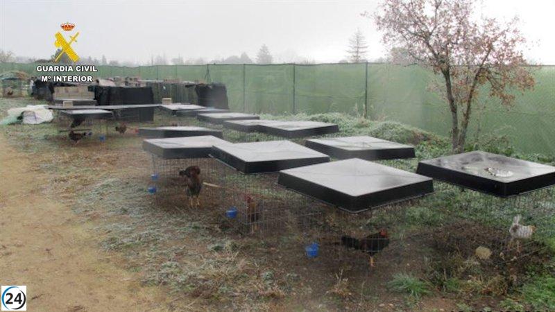 Veterinarios revelan casos de maltrato en gallos de un criadero de Tudela.