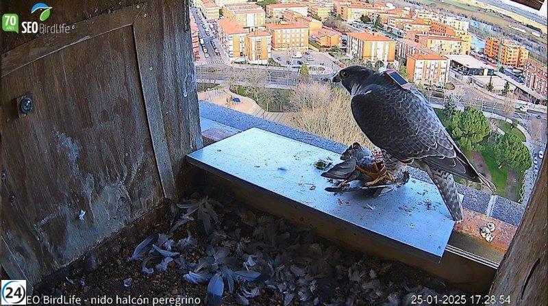SEO/Birdlife monitorea en vivo a una pareja de halcones peregrinos en Zamora con una nueva cámara.