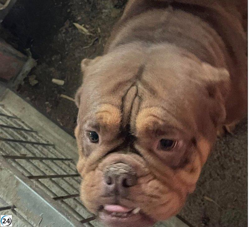 Salamanca: investigan a un grupo por mutilación estética de 50 cachorros.
