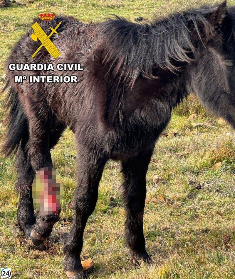 Indagan en Burgos a quienes ignoraron el sufrimiento de un caballo con una fractura expuesta.