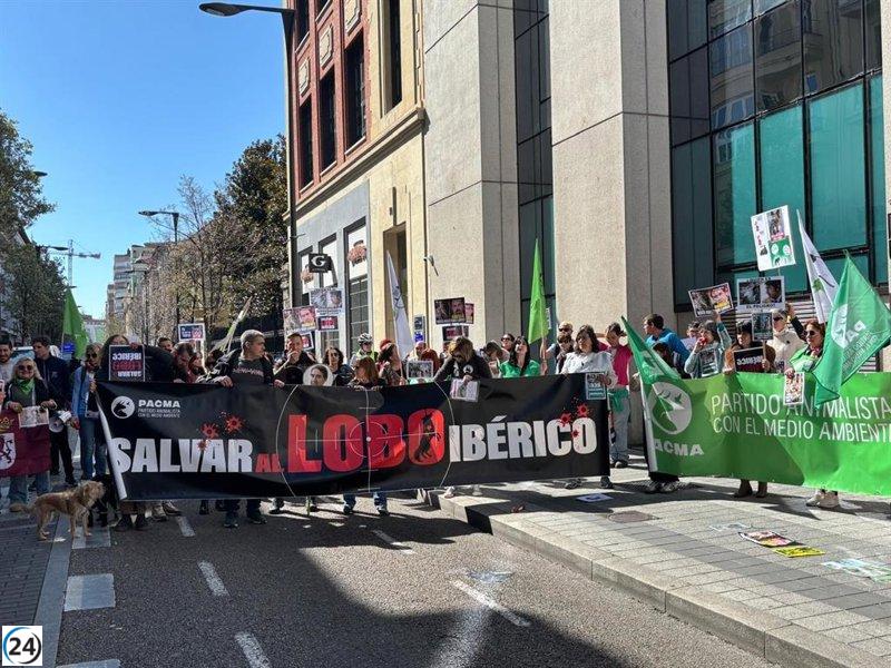 Valladolid: Ciento de activistas reclaman protección para el lobo, denunciando que la caza es solo destrucción.