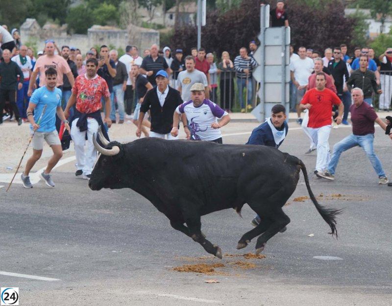 La Justicia anula la reforma del Toro de la Vega y prohíbe el uso de divisas en el animal.