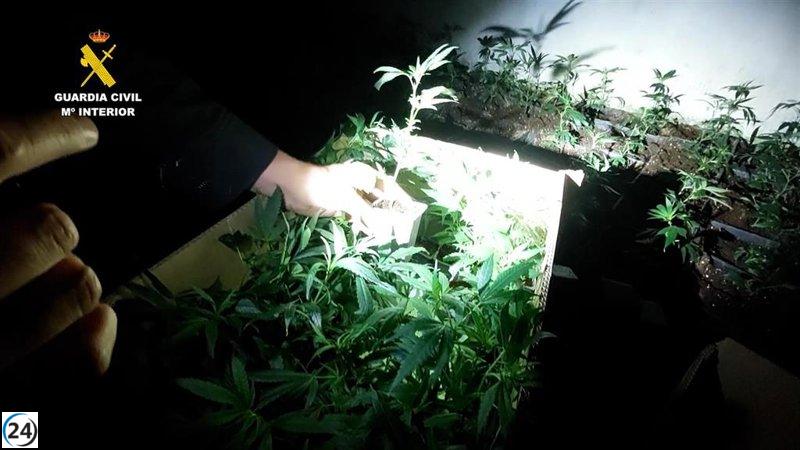 Desmantelan en Burgos dos cultivos de marihuana, resultando en cinco arrestos por parte de la Guardia Civil.