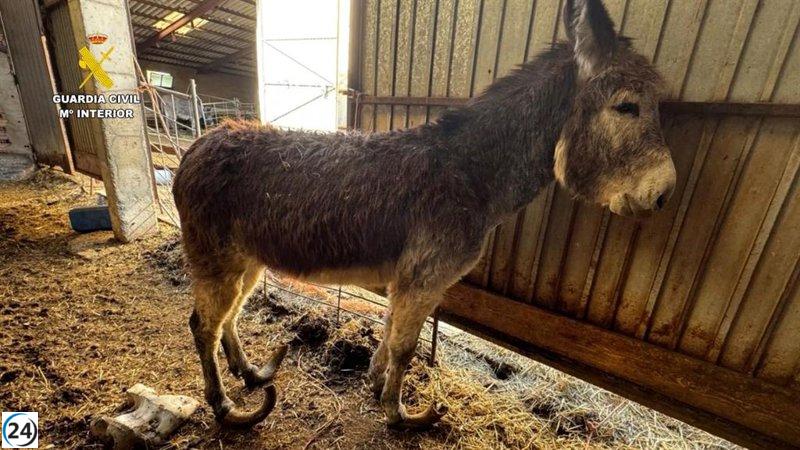 Ganadero de Burgos bajo investigación por maltrato sistemático a diez burros y otros animales.