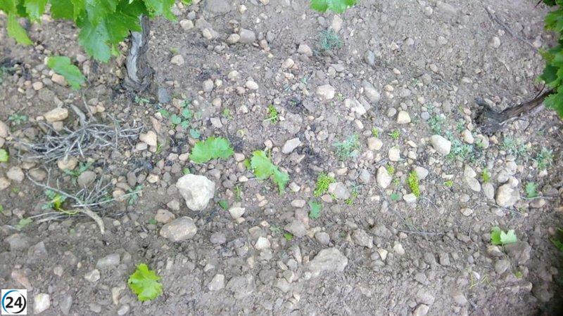 Agroseguro informa de 18.500 hectáreas siniestradas en mayo en Castilla y León, tercera comunidad más afectada.