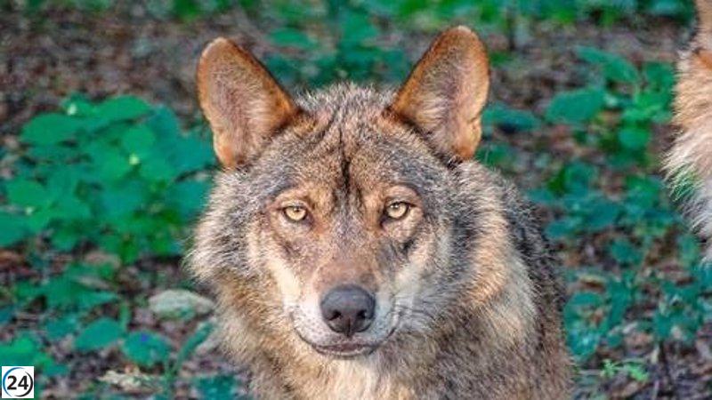 El número de manadas de lobos en Galicia alcanza las 93, marcando un incremento del 9,7%.