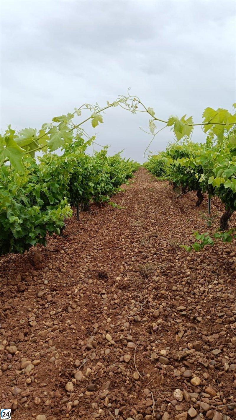 González Corral aboga por que los seguros agrarios actúen como un escudo contra el mildiu en los viñedos.