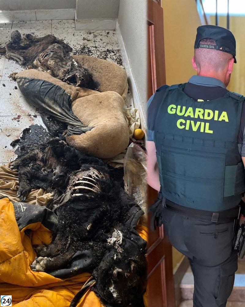 Indagan sobre el hallazgo de dos perros fallecidos en un apartamento en Navatejera, León.