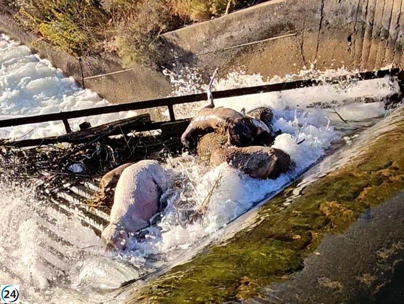 Pacma alerta sobre el aumento de muertes en el Canal de Arriola (León) debido a la ausencia de rampas.