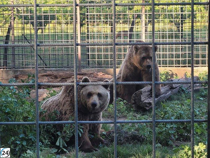 Osos Ponderoso y Luna inician una nueva vida en Alemania tras tres décadas en cautiverio en León.