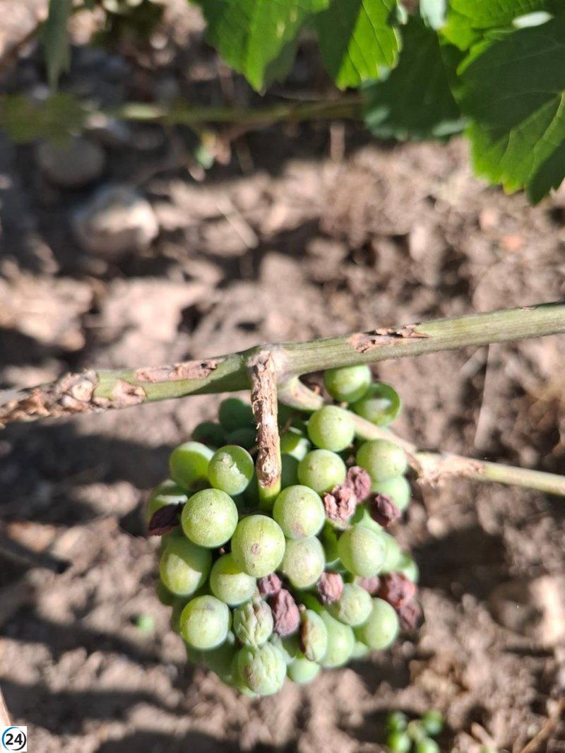 UPA solicita la cosecha de cereales en campos con ecorregimen de Biodiversidad debido a la proliferación de topillos.
