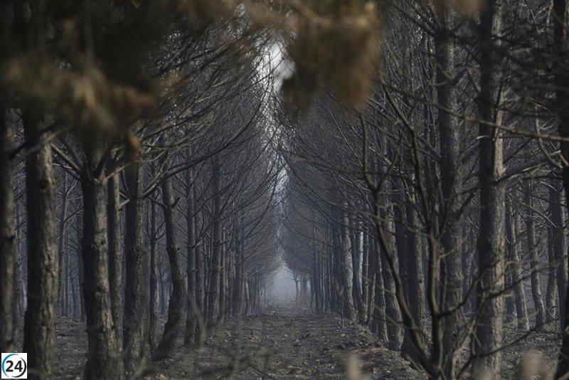 León en alerta: incendios avanzan mientras el viento agrava la crisis.