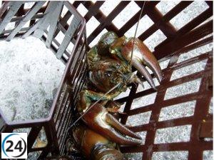 Informe de la CHD: El Río Duero alberga 128 especies invasoras.