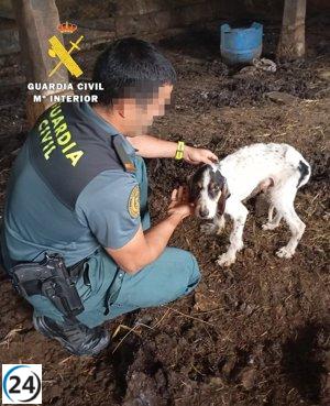 Investigan un caso de maltrato animal tras hallar a cinco perros viviendo en condiciones deplorables en un camión.