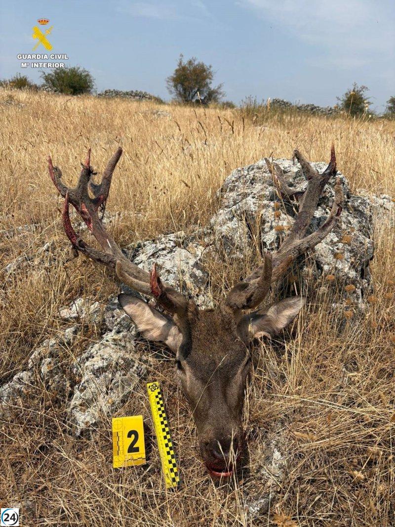 Detienen a un sospechoso por el asesinato y decapitación de un ciervo durante la veda en Soria.
