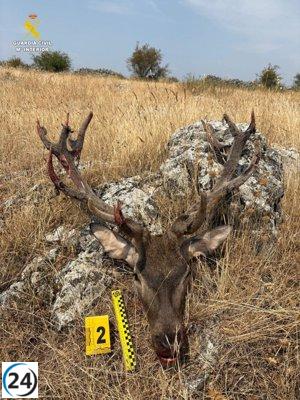 Detienen a un sospechoso por el asesinato y decapitación de un ciervo durante la veda en Soria.