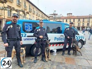 Perros detectives: Nao, Gea y Urko, el equipo canino que combate las drogas en Palencia.
