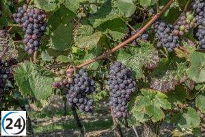 CyL lanza una app que facilita el registro obligatorio de cosechas de uva.