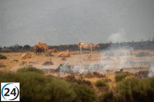 La Junta distribuye 3,8 millones de kilos de alimentos a 284 ganaderías perjudicadas por incendios.