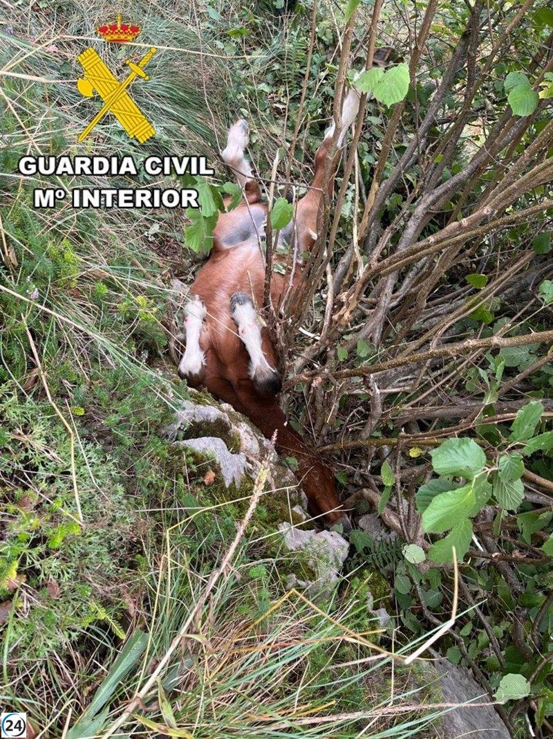 Salvado un potro en Burgos tras caer de ocho metros y quedar atrapado en un barranco.