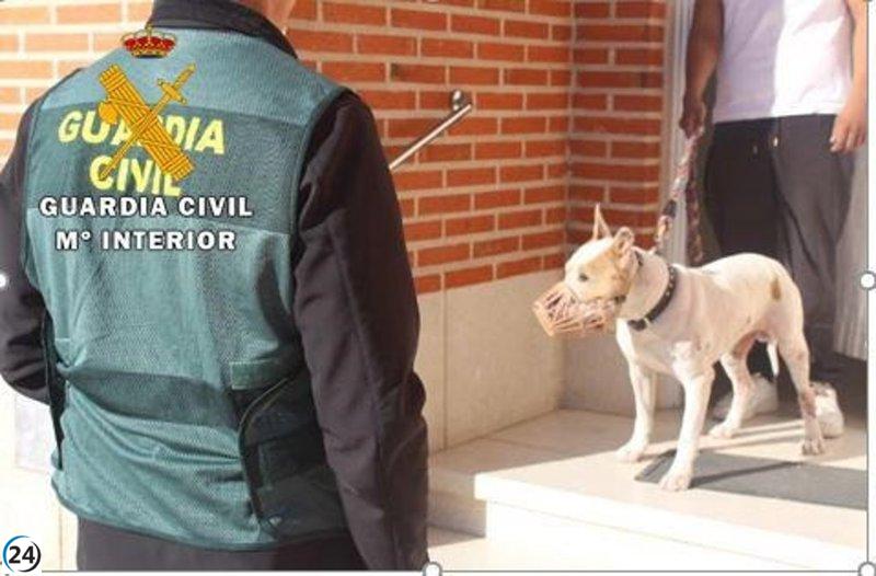 Indagan al propietario de un perro agresivo tras ataque mortal en Alaejos, Valladolid.