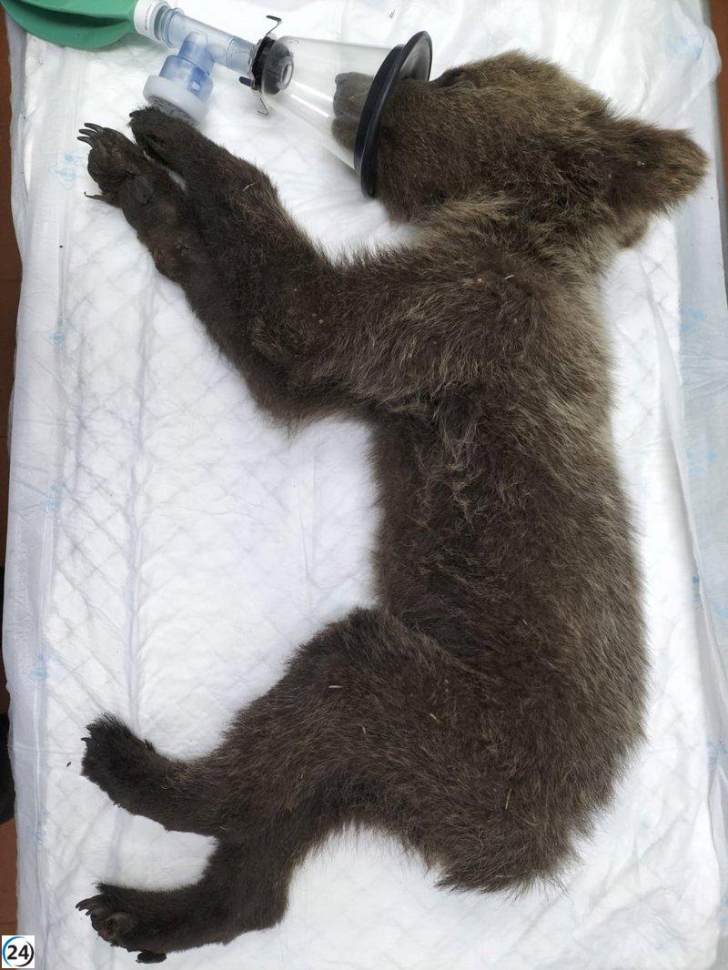 Oso 'Barniedo' recuperado y listo tras enfrentar su segundo incendio forestal.