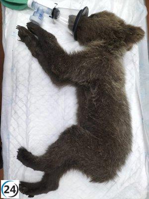 Oso 'Barniedo' recuperado y listo tras enfrentar su segundo incendio forestal.