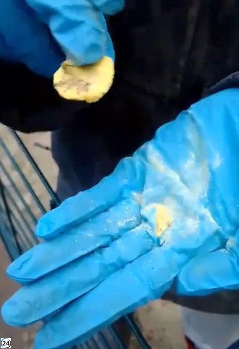 Monjas de Belorado acusan envenenamiento de sus perros en Asturias tras ser excomulgadas.