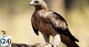 Detectan gripe aviar en águila calzada en Pedraza de Alba, Salamanca.