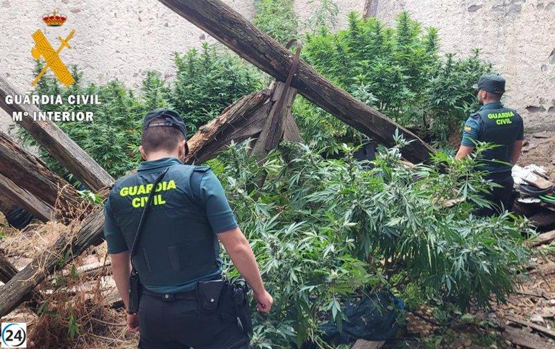 Desmantelada plantación de marihuana en Navalmanzano con 30 kilos de droga confiscada.