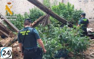 Desmantelada plantación de marihuana en Navalmanzano con 30 kilos de droga confiscada.