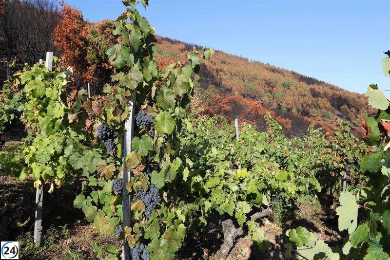 Fiscalía de Valladolid solicita tres años de prisión para empresario rumano por emplear a inmigrantes marroquíes sin papeles.