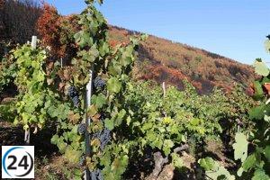 Fiscalía de Valladolid solicita tres años de prisión para empresario rumano por emplear a inmigrantes marroquíes sin papeles.