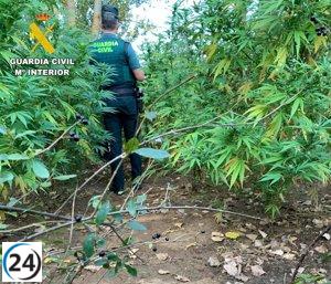 Arresto por cultivar 50 plantas de cannabis en las cercanías de Antimio de Arriba, León.