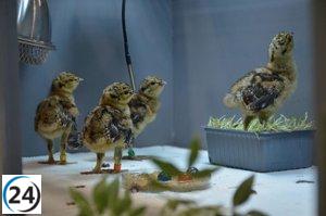 La Junta logra la crianza exitosa de 76 polluelos de urogallo cantábrico.