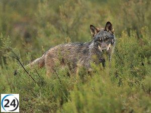 Estudio revela que la mayoría de las muertes de lobos en Europa son provocadas por humanos.