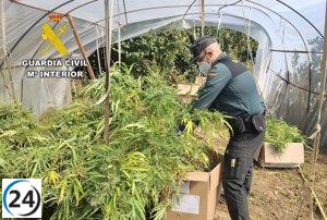 Desmantelan cultivo ilegal de marihuana en la Riojilla burgalesa con 72 kilos confiscados y un arresto.